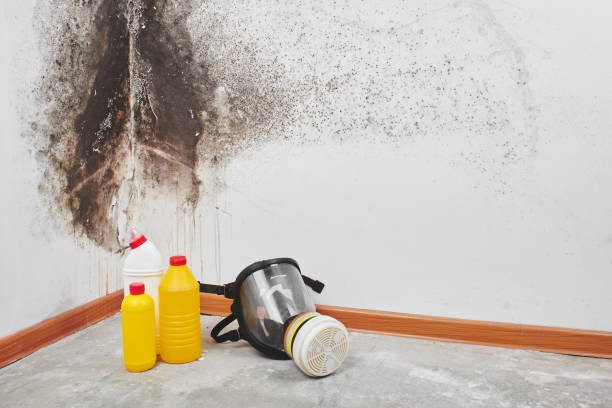 Best Post-Remediation Services in Vaeboro, NC
