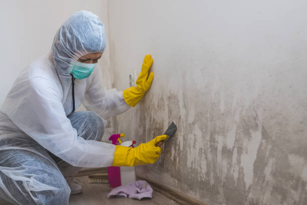 Best Post-Remediation Services in Vaeboro, NC