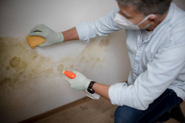 Best Insurance-Related Mold Remediation in Vaeboro, NC
